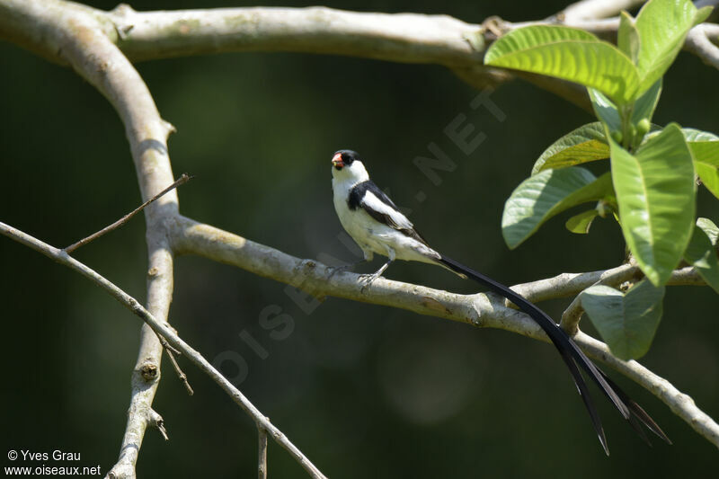 Pin-tailed Whydah male adult