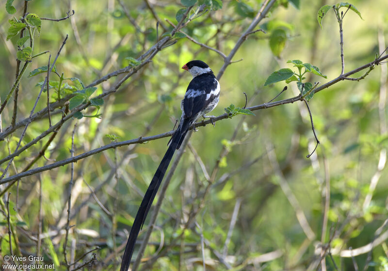 Pin-tailed Whydah male adult