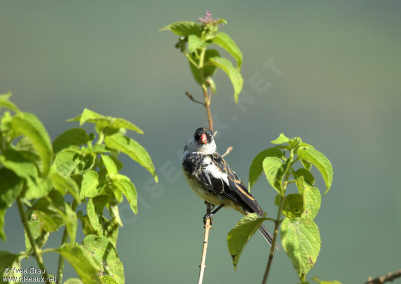 Pin-tailed Whydah