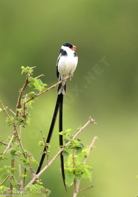 Pin-tailed Whydah male adult