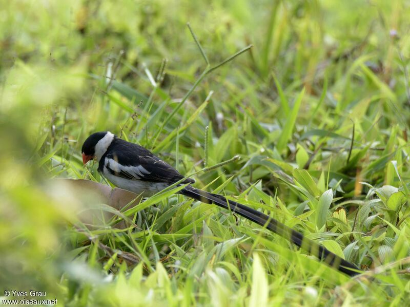 Pin-tailed Whydah male adult