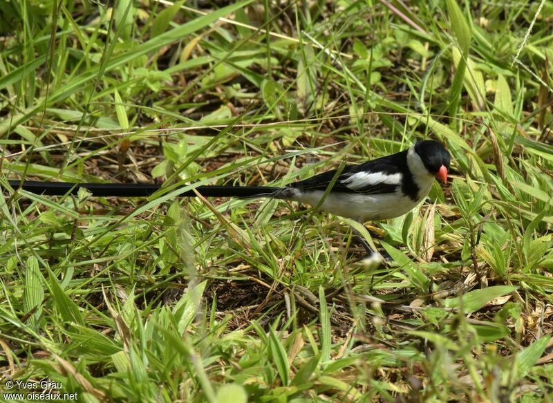 Pin-tailed Whydah male adult