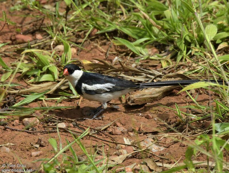 Pin-tailed Whydah male adult