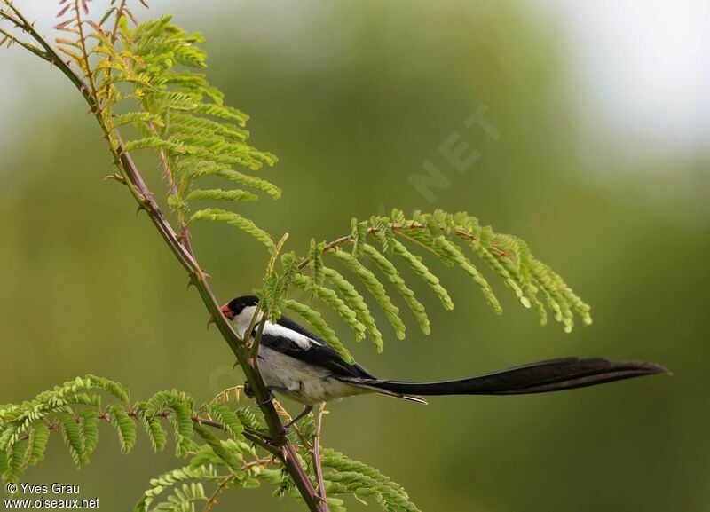 Pin-tailed Whydah male adult