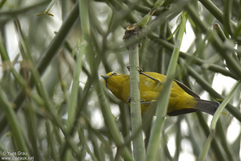 Green White-eye