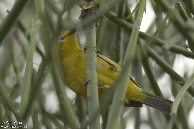 Green White-eye