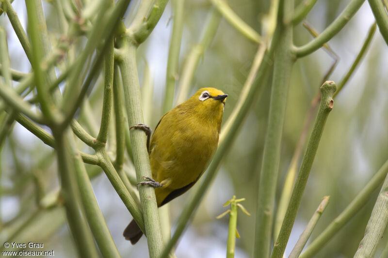 Green White-eye