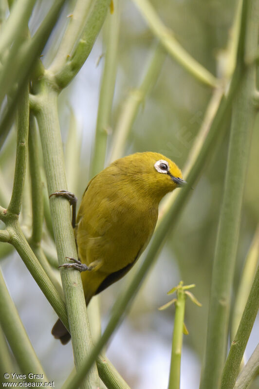 Green White-eye