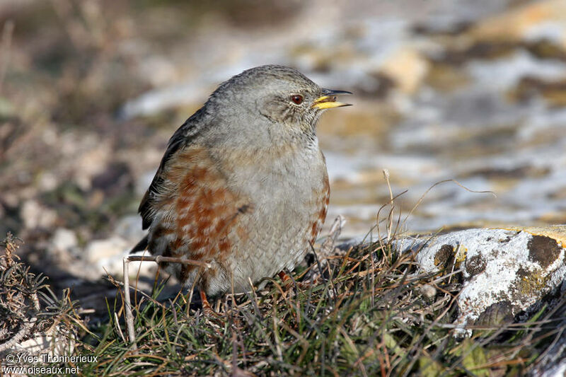 Accenteur alpin