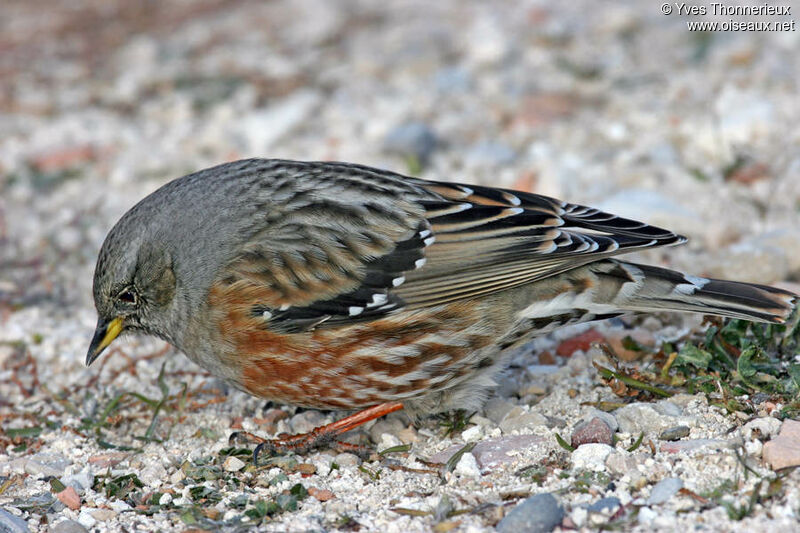 Accenteur alpin