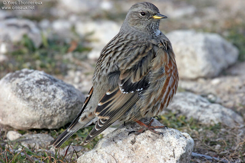 Alpine Accentor