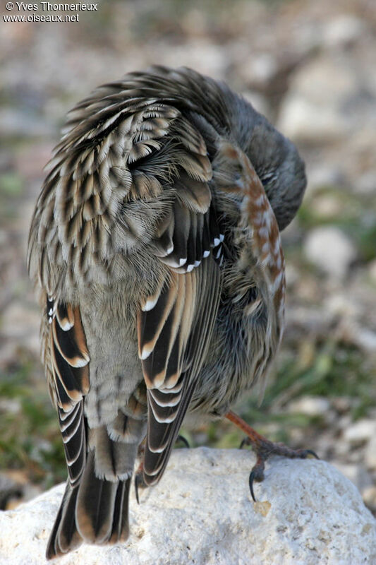 Accenteur alpin