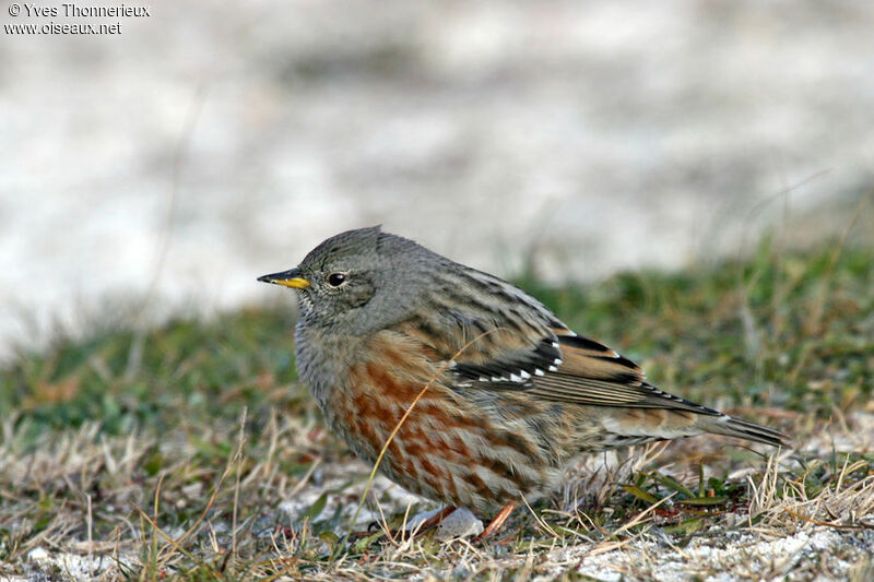 Alpine Accentor