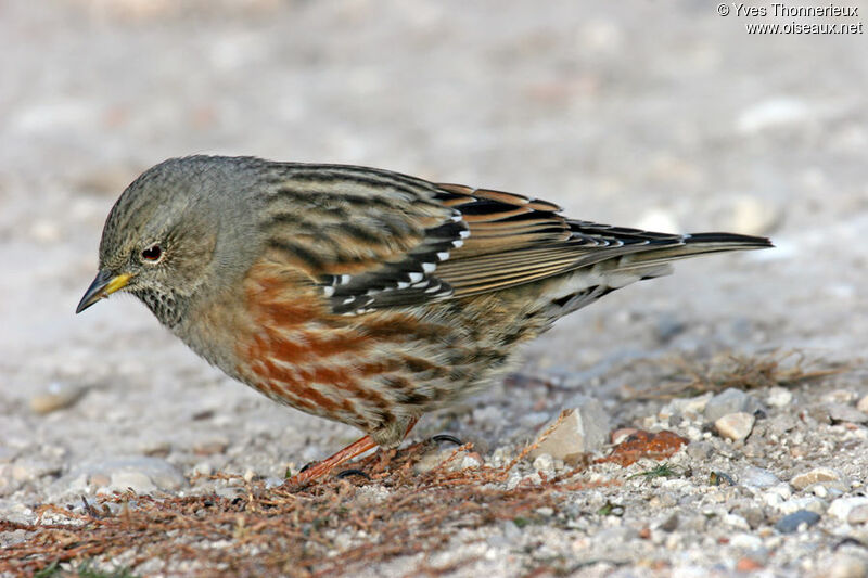 Accenteur alpin