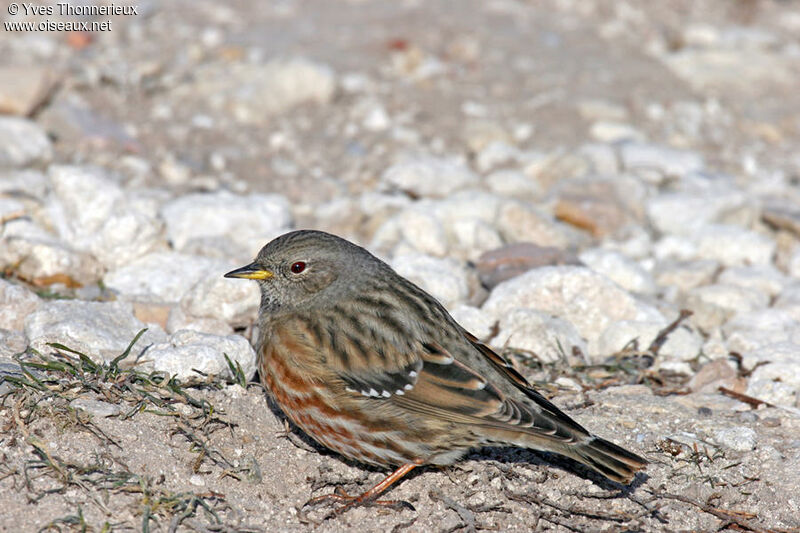 Accenteur alpin