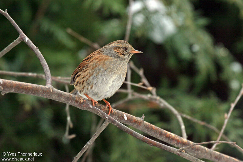 Dunnock