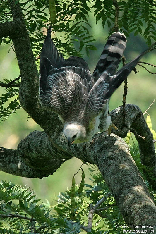 Crowned Eagle