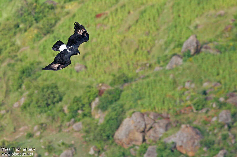 Verreaux's Eagleadult, Flight