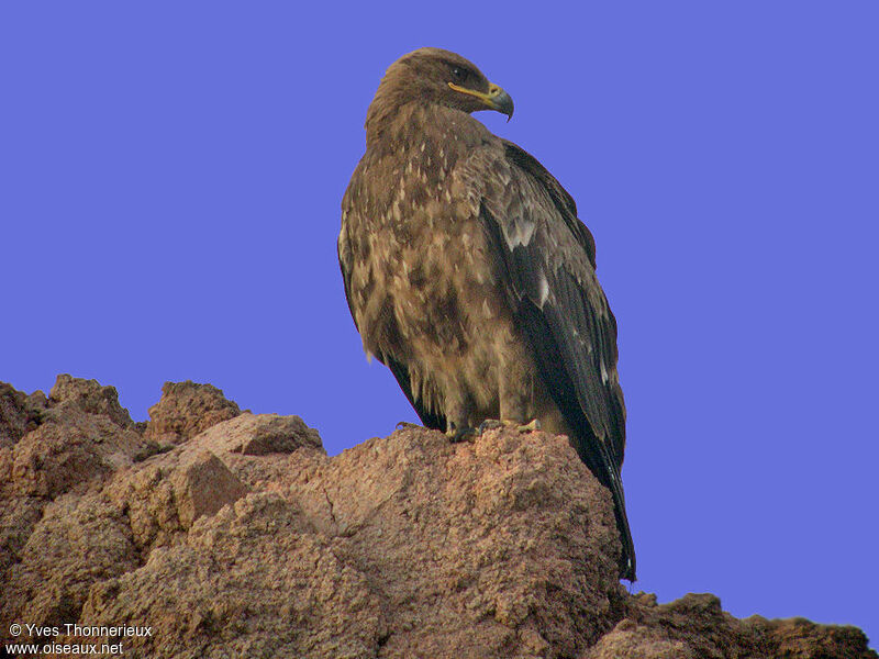 Steppe Eagle