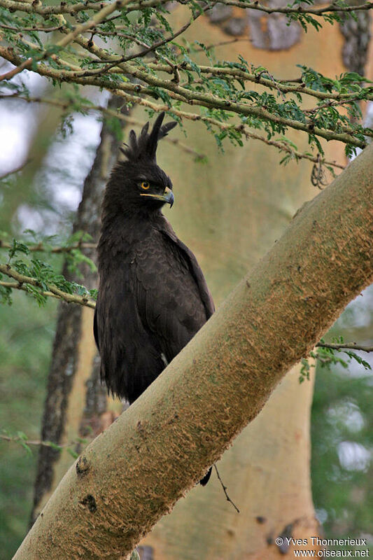 Long-crested Eagle