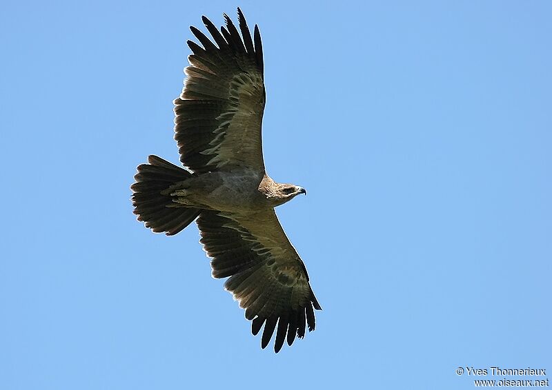 Aigle ravisseur