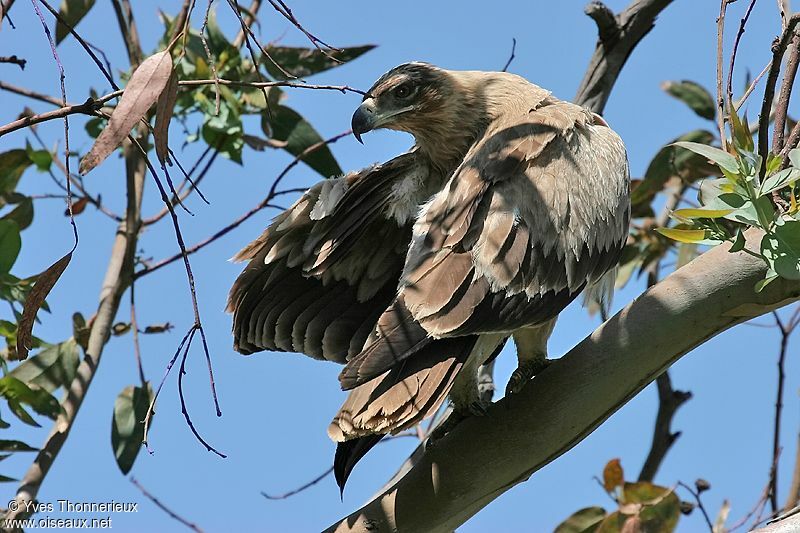 Aigle ravisseur