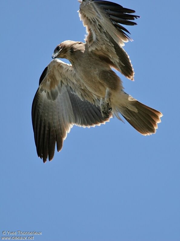 Aigle ravisseur