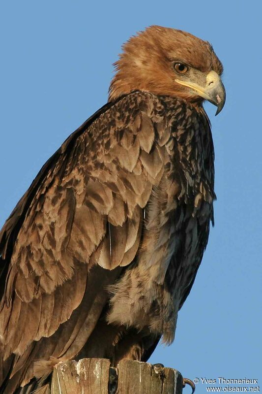 Tawny Eagle