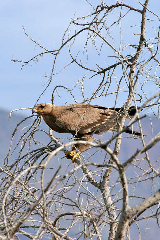 Tawny Eagle