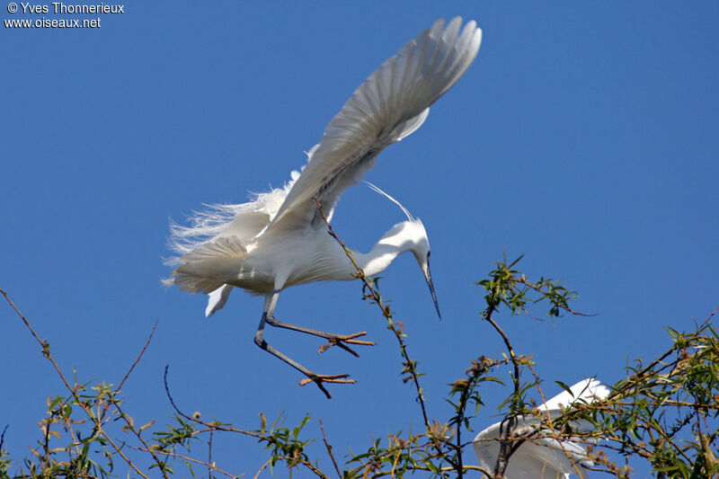 Little Egret