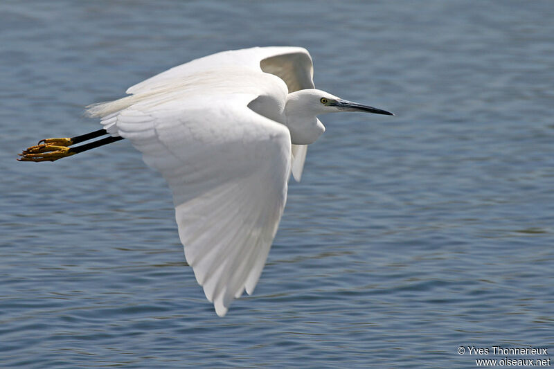 Little Egret