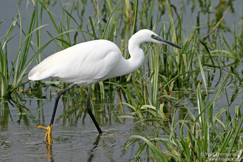 Little Egret