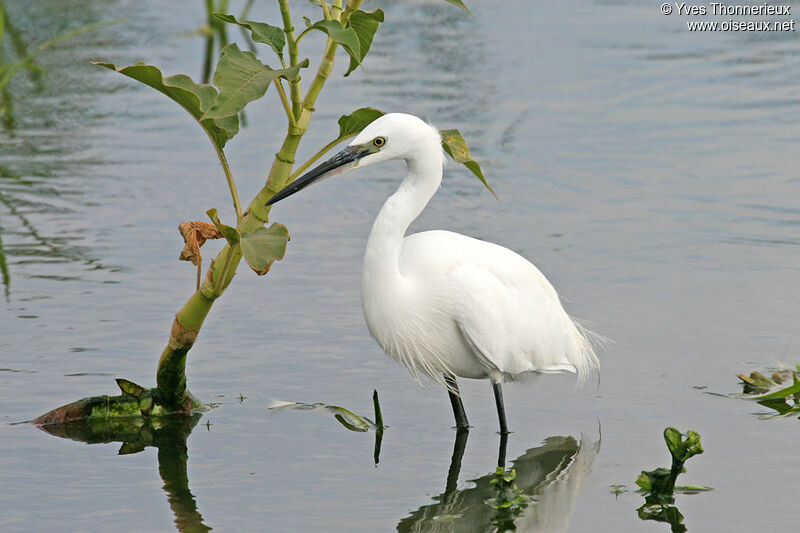 Little Egret