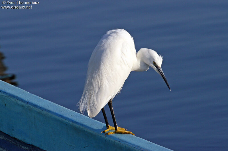 Little Egret