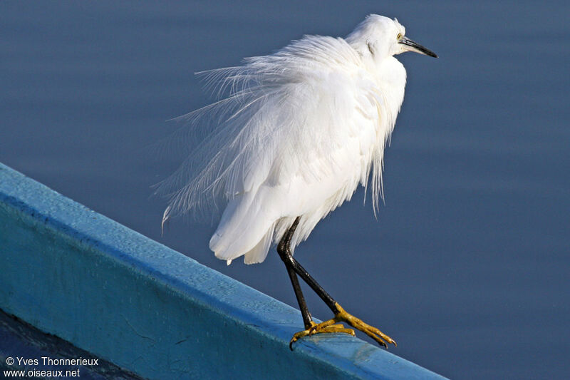 Little Egret