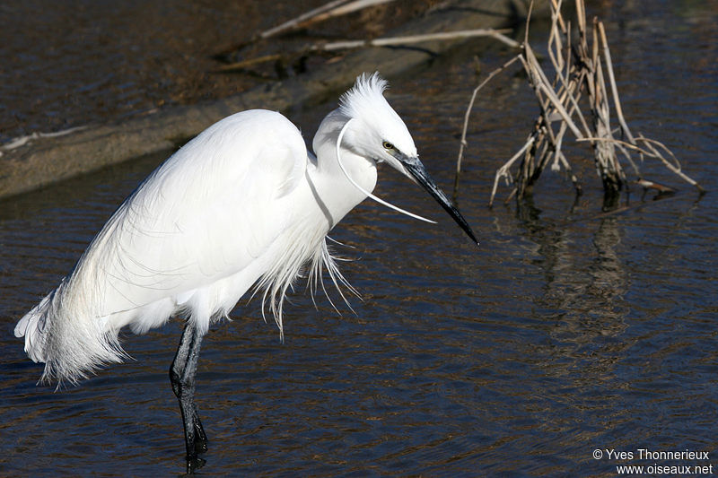 Aigrette garzette