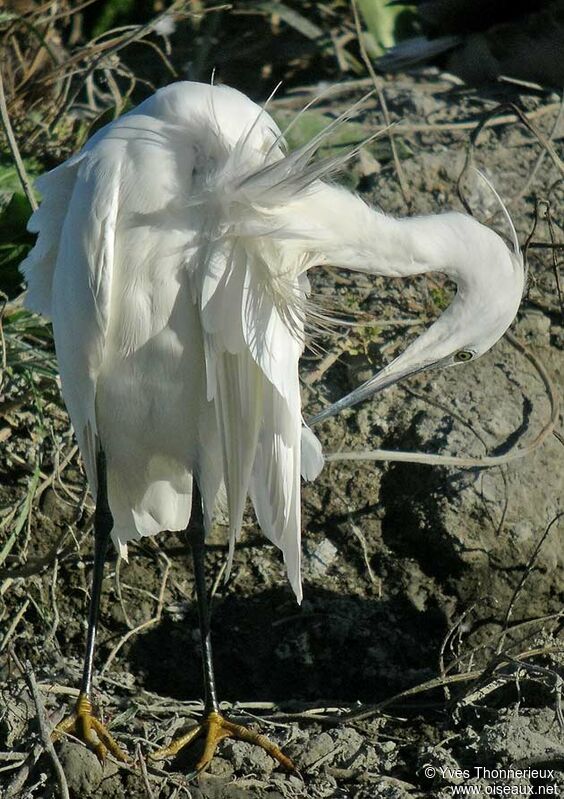 Little Egret