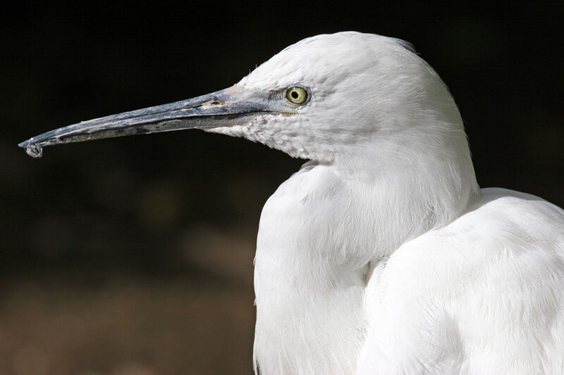 Little Egret