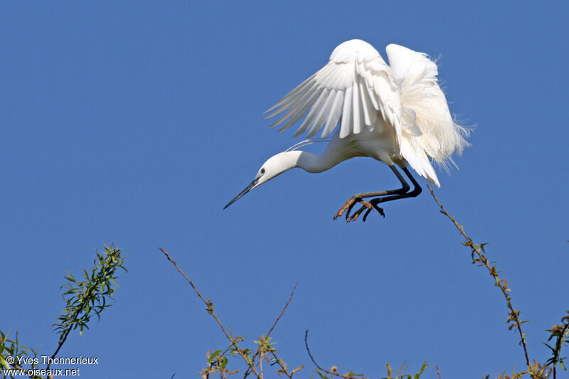 Little Egret