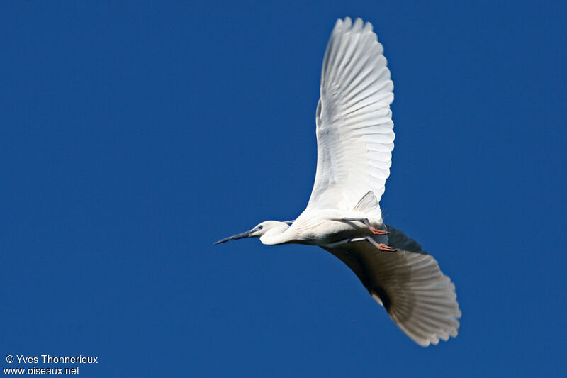 Little Egret