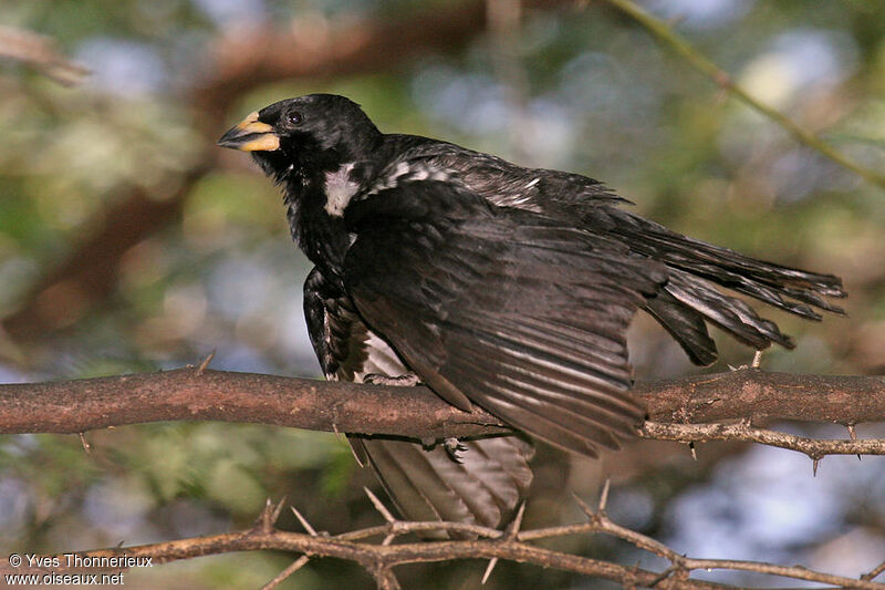 White-billed Buffalo Weaver male adult