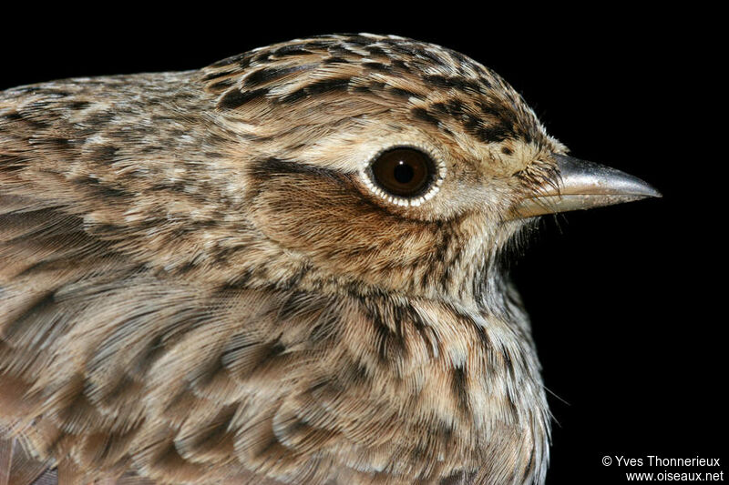 Eurasian Skylark