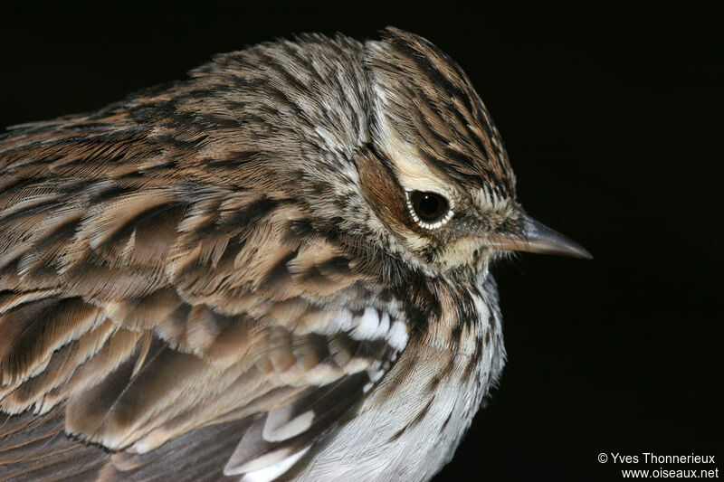 Woodlark