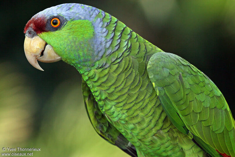 Amazone à couronne lilasadulte