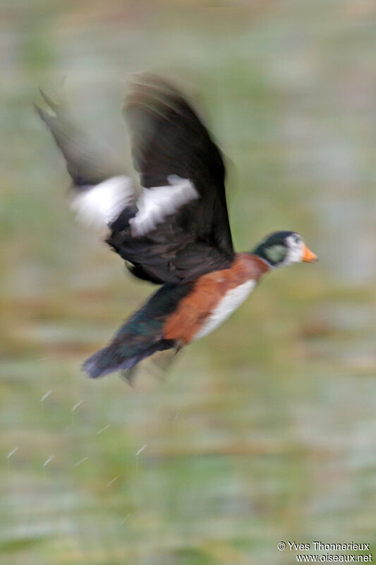 African Pygmy Goose