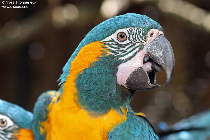 Blue-throated Macawadult