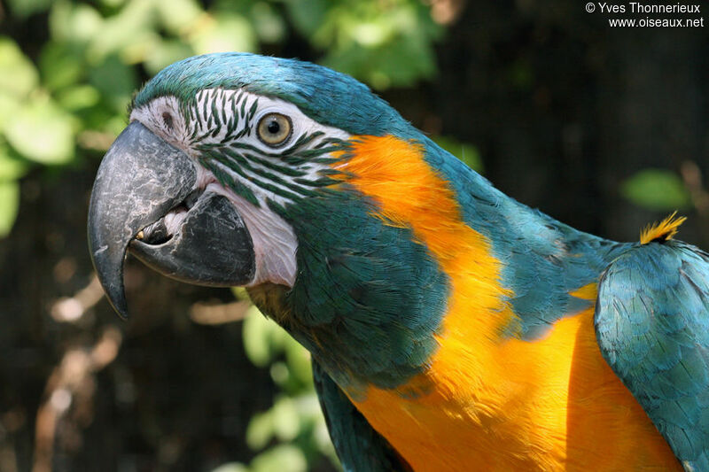 Blue-throated Macawadult