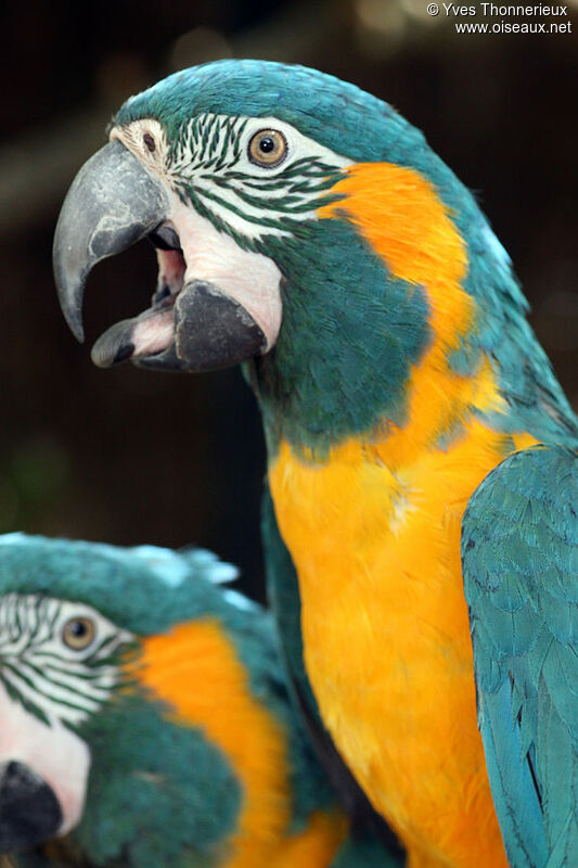 Blue-throated Macawadult