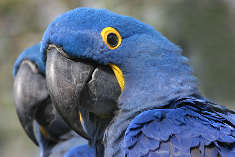 Hyacinth Macaw