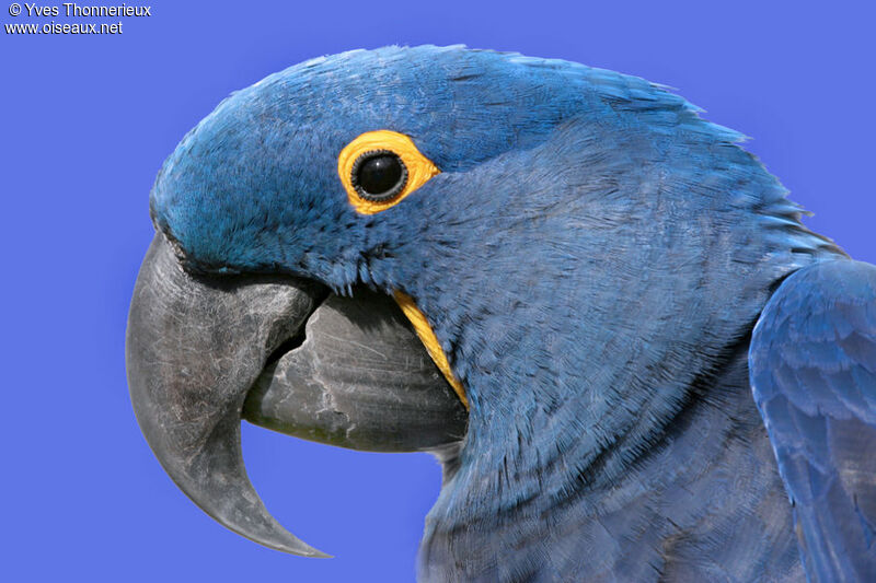 Hyacinth Macaw